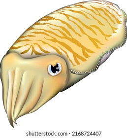 'Golden cuttlefish' illustration. Vector EPS format.