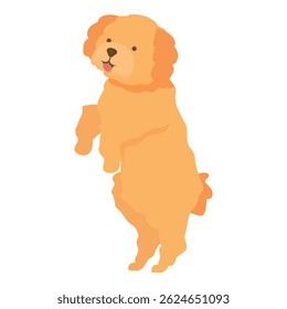 Golden doodle dog standing on two legs, isolated on a white background