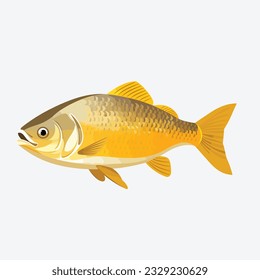 golden dorado fish vector flat minimalistic isolated