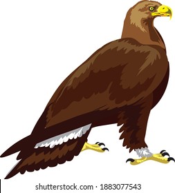 Golden Eagle, American great wild bird , isolated on white = Vector