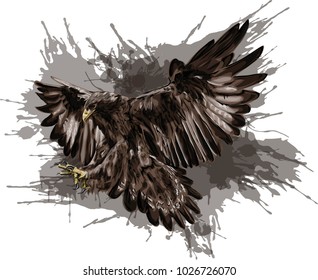 Golden eagle.  Flying bird vector art