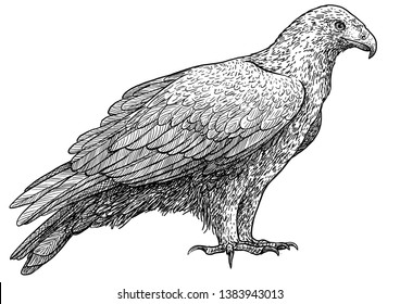 Golden Eagle Illustration, Drawing, Engraving, Ink, Line Art, Vector