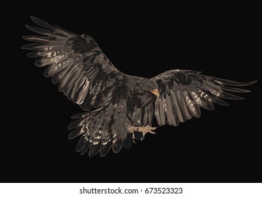 Golden Eagle isolated on black background  - Realistic vector illustration 