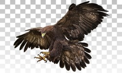 Golden Eagle Landing Hand Draw And Paint On Grey White Checkered Background Vector Illustration.