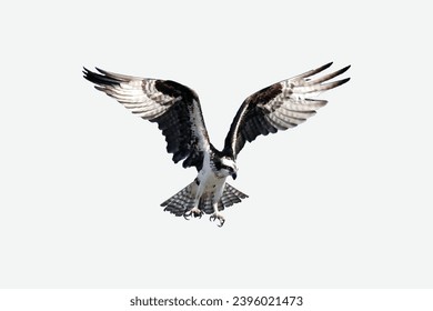 Dibujo manual de aterrizaje de águila dorada y pintura en la ilustración vectorial de fondo de cuadros blancos grises.