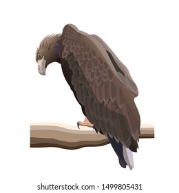 Golden eagle sitting on a branch with his head bowed. Vector illustration isolated on white background