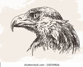 Golden Eagle sketch Hand drawn illustration