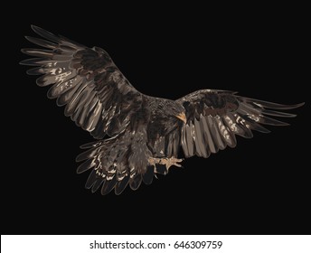 Golden Eagle - Vector Art - Illustration of a Golden Eagle 