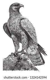 The golden eagle, vintage engraved illustration. From Deutch Vogel Teaching in Zoology.
