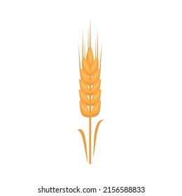 Golden ear of wheat, grains for making flour, baking bread and other food. Vector flat illustration