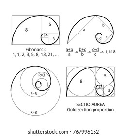 Golden fibonacci ratio spirals. Gold section proportion vector visualization. Spiral proportion golden section illustration