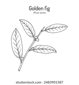 Golden fig (Ficus aurea), edible and medicinal plant. Hand drawn botanical vector illustration