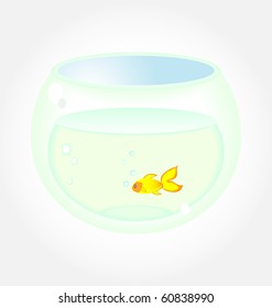Golden Fish In Aquarium