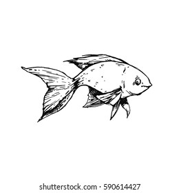 Golden fish on a white background. Contour black and white illustration. Ink cartoon icon. Nice character of Pet, Sea life, Marine inhabitant. Cute doodle illustration.