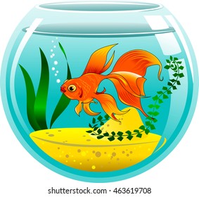 golden fish in a small aquarium, vector and illustration