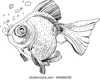 Golden fish vector illustration, hand painted drawing of outline isolated on white background