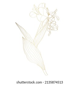 Golden floral elements. Tulip flower with leaves branch. Wedding concept. Floral poster, invite. Greeting card or invitation design elements.