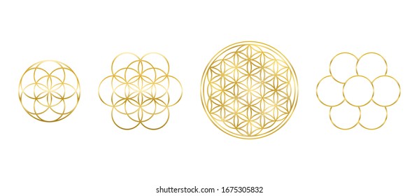 Golden Flower of Life, Seed and Egg of Life. Geometric figures, spiritual symbols and sacred geometry. Circles forming symmetrical flower-like patterns. Illustration over white. Vector.
