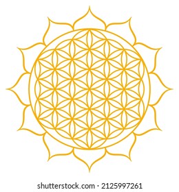 Golden Flower of Life with twelve petals. Geometrical figure, spiritual symbol and sacred geometry. Overlapping circles forming a mandala, and a flower-like symmetrical pattern. Isolated illustration.