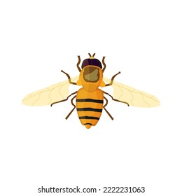Golden fly top view in the style of vector realism on a white background, vector illustration on the theme of insects for printing.