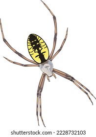 Golden Garden Spider Vector Illustration