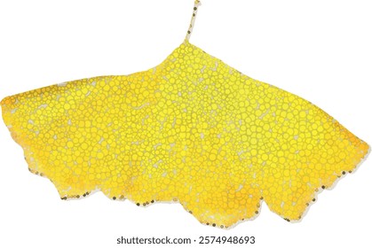 Golden Ginkgo biloba leaf isolated on white background. Ginkgo leaf in autumn. Golden and yellow leaf of the Ginkgo. Ginkgo biloba commonly known as gingko, maidenhair tree. Vector.

