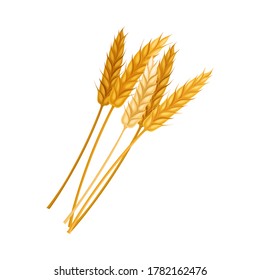 Golden Grain Crop Ear or Grain Head Vector Illustration