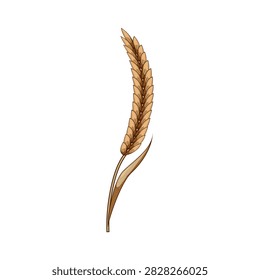 Golden grain ear standing upright on a white background, symbolizing agriculture, harvest, sustenance, growth, and natural food resources