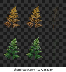 golden and green fern leaf on isolated