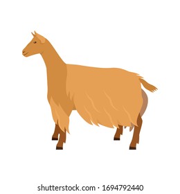 Golden Guernsey Goat Breeds of domestic farm animals Flat vector illustration Isolated object on white background set