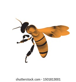 Golden honey bee uterus of summer day on white background.
