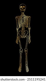 Golden human skeleton standing isolated over black background, front view. Hand drawn vector body system drawing. Gothic style illustration print design.