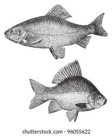 Golden ide (Leuciscus idus melanotus) above and Crucian carp (Carassius carassius) under / vintage illustration from Meyers Konversations-Lexikon 1897