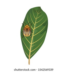 golden insects on the leaves. golden ladybug with plant parts. vector with isolated white background.