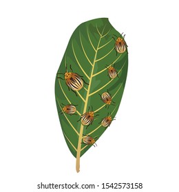 golden insects on the leaves. golden ladybug with plant parts. vector with isolated white background.