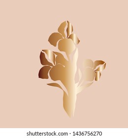 Golden iris flower. Vector illustration.