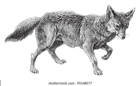 Golden jackal (Canis aureus) / vintage illustration from Meyers Konversations-Lexikon 1897