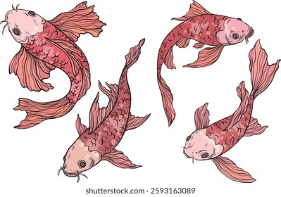 Golden Koi carp on white background, Chinese new year. Gold fish for festival on backdrops, line art of koi fish