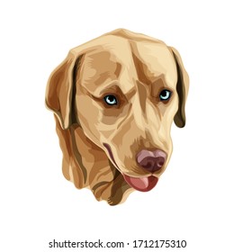 Golden Labrador Retriever head vector