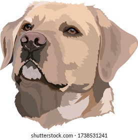 Golden Labrador Retriever Head Vector Illustration