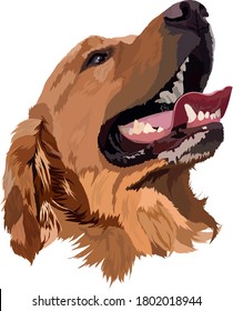 Vector de cabeza del recuperador de Labrador dorado .Retrato de perro