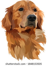 Golden Labrador Retriever Head Vector Illustration