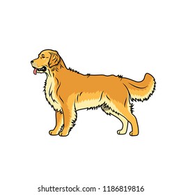 Golden Labrador Retriever - isolated vector illustration