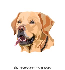 Golden Labrador Retriever vector