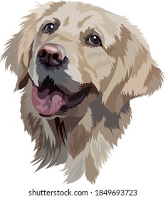 Golden Labrador Retriever  Vector Illustration Head