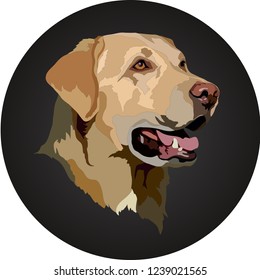 Golden Labrador Retriever.Vector Illustration.