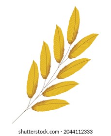 golden lanceolate leaves over white