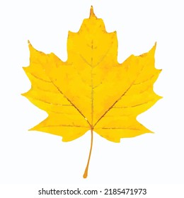 Golden leaf vector picture. Autumn maple leaf on white background. Fall leaves picture. Autumn golden foliage illustration. Watercolor style. Clipart for card, logo and greeting card.