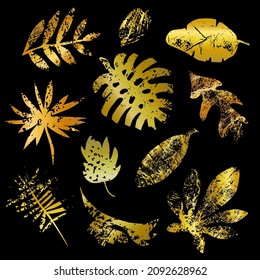 Golden Leafs set hand drawn in vector. Flat style design. Tropical and exotic leafs. Monstera, aralia, palm tree, banana palm, petticat palm, philodendron, papirus. Grunge texture.