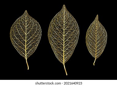 Golden leaves vein isolated on black.Vector illustration